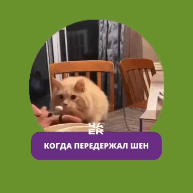 Котика жалко, но так жизненно... Не будьте котиками, заваривайте шен правильно!
