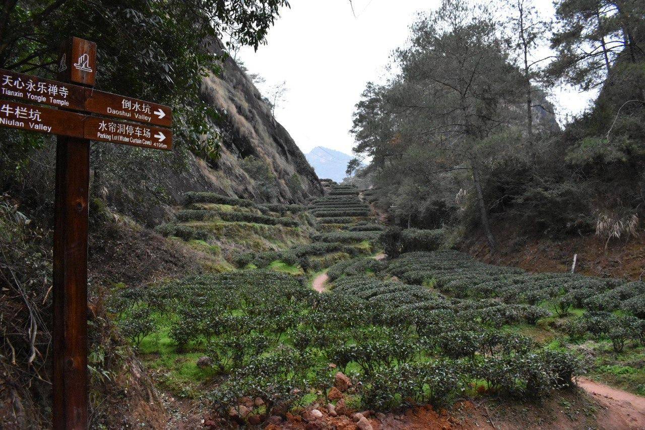 Бань Шань Ча (半山茶)