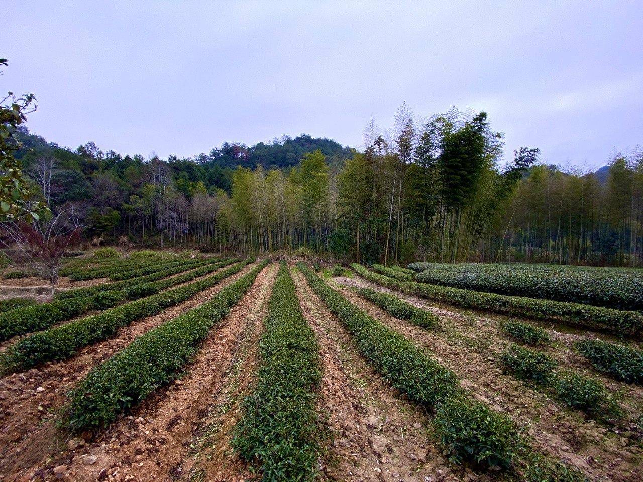 Вай Шань Ча (外山茶)